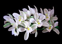 Cymbidium Olymilum 'White Elf'. A hybrid orchid (color)