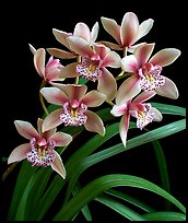 Cymbidium Starbright. A hybrid orchid ( color)