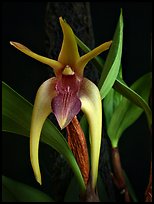 Dendrobium amplum. A species orchid ( color)