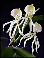Encyclia cochliata v alba. A species orchid ( color)