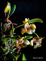 Epigeneium chaparense. A species orchid ( color)
