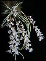 Microcoelia stolzii. A species orchid ( color)