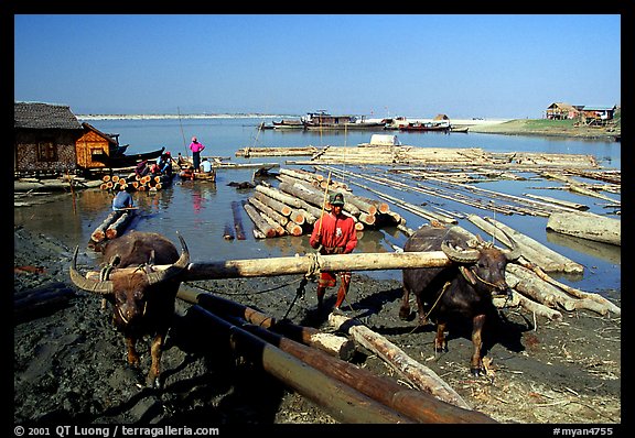 Water buffalo hauling trunks on the Ayeyarwadi river. Mandalay, Myanmar