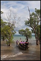 Long tail boat navigating through mangrove trees, Railay. Krabi Province, Thailand (color)