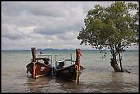 Boats and mangrove tree, Ao Railay East. Krabi Province, Thailand (color)