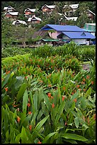 Tropical flowers and hillside houses, Ko Phi Phi. Krabi Province, Thailand (color)