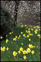 Daffodills and tree in bloom, Greenwich Park. Greenwich, London, England, United Kingdom (color)