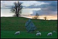 Sheep, standing stone, and hill at sunset, Avebury, Wiltshire. England, United Kingdom (color)