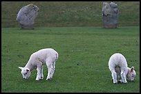 Two lambs and two standing stones, Avebury, Wiltshire. England, United Kingdom ( color)
