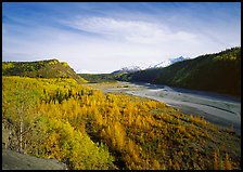 Matanuska River valley and aspens in fall color. Alaska, USA