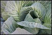Close up of giant cabbage. Anchorage, Alaska, USA (color)