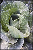 Giant cabbage detail. Anchorage, Alaska, USA (color)