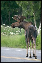 Bull moose on roadway, Earthquake Park. Anchorage, Alaska, USA