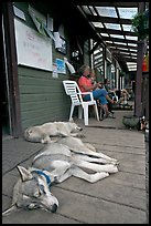 Dogs laying on porch of lodge. McCarthy, Alaska, USA (color)