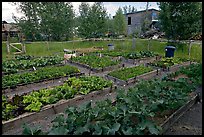 Vegetables grown in small enclosed garden. McCarthy, Alaska, USA (color)