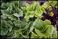 Close-up of lettuce grown in vegetable garden. McCarthy, Alaska, USA (color)