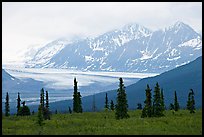 Spruce trees,  glacier and Chugatch mountains in background. Alaska, USA