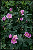 Wild Roses close-up. Alaska, USA (color)