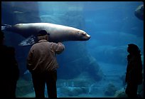 Tourists standing next to the northern sea lion aquarium, Alaska Sealife center. Seward, Alaska, USA