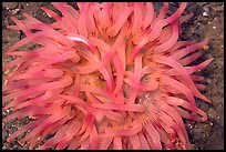 Pink  Sea Anemone, Alaska Sealife center. Seward, Alaska, USA ( color)