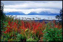 Ketchemak Bay and Kenai Mountains with a foreground of autunm grasses. Homer, Alaska, USA