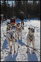Sled dogs. Chena Hot Springs, Alaska, USA (color)