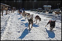Sleg dog team pulling hard. Chena Hot Springs, Alaska, USA ( color)