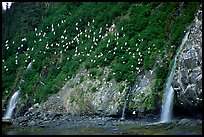 Waterfalls and Seabirds. Prince William Sound, Alaska, USA (color)