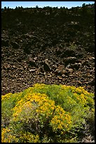Sage and slope covered with lava, Lava Beds National Monument. Lava Beds National Monument, California, USA ( color)