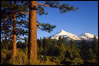 Pines and Mt Shasta seen from the North, late afteroon. California, USA (color)