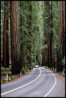 Car on road amongst tall redwood trees, Richardson Grove State Park. California, USA ( color)