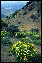 Bright yellow flowers and hikers in the background, Mt Diablo State Park. California, USA (color)