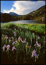 Irises and lake. California, USA (color)