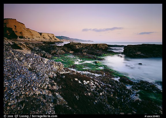 Mussel-covered rocks, seaweed and cliffs, sunset. Point Reyes National Seashore, California, USA