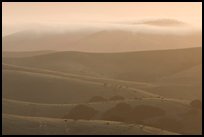 Rolling Hills and fog, sunrise, Fort Ord National Monument. California, USA (color)