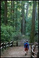Hiker on trail. Big Basin Redwoods State Park,  California, USA (color)