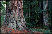 Redwood trees. Big Basin Redwoods State Park,  California, USA (color)