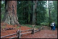 Tourists look at redwood trees. Big Basin Redwoods State Park,  California, USA