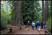 Tourists walking on trail amongst redwood trees. Big Basin Redwoods State Park,  California, USA ( color)
