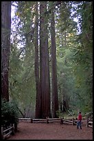 Visitor standing at the base of tall redwood trees. Big Basin Redwoods State Park,  California, USA (color)