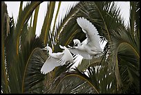 Two egrets in tree, Baylands. Palo Alto,  California, USA ( color)
