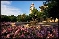 Hoover Tower and bed of roses, late afternoon. Stanford University, California, USA ( color)