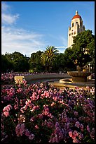 Roses, Green Library and Hoover Tower,  late afternoon. Stanford University, California, USA