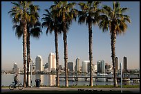 Bicyclist, palm trees and skyline, Coronado. San Diego, California, USA ( color)