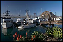 Flowers, harbor, and Morro Rock, morning. Morro Bay, USA ( color)