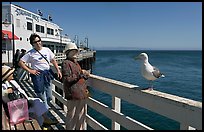 Tourists looking at a seagull on the wharf. Santa Cruz, California, USA