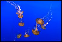 Sea Nettle Jellyfish at the Monterey Bay Aquarium. Monterey, California, USA ( color)
