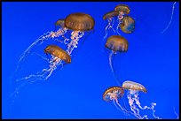 Graceful jellies, Monterey Bay Aquarium. Monterey, California, USA ( color)