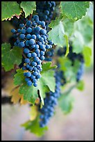 Grapes, Gilroy. California, USA ( color)