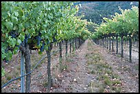 Vineyard, Gilroy. California, USA ( color)